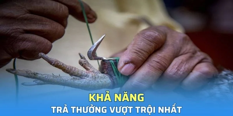 Khả năng trả thưởng vượt trội nhất