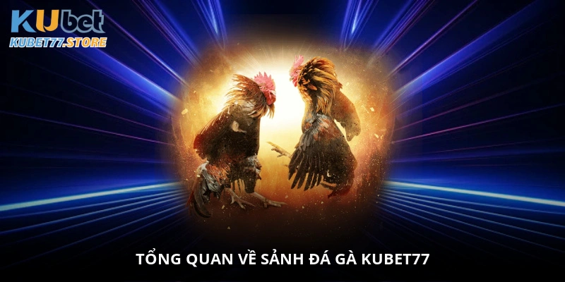 Tổng quan về sảnh đá gà Kubet